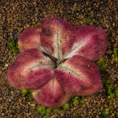 Drosera squamosa dry